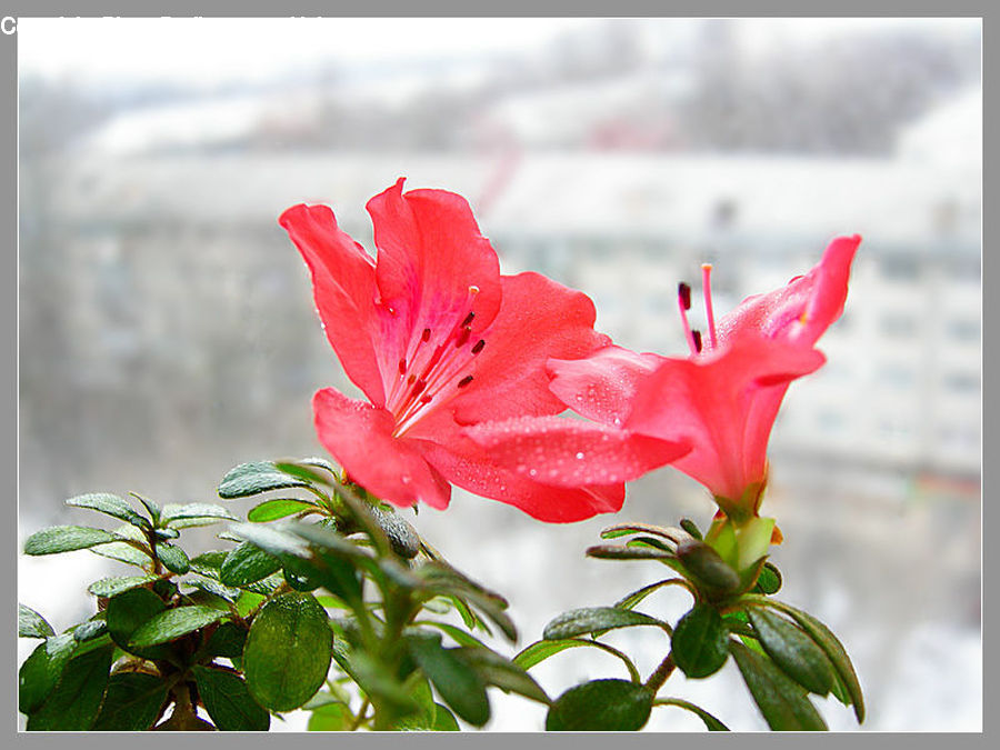 Blossom, Flora, Flower, Geranium, Plant, Leaf, Gladiolus