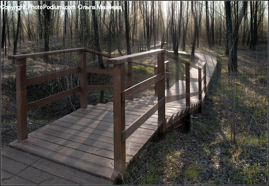 Boardwalk, Deck, Path, Sidewalk, Walkway, Plant, Potted Plant