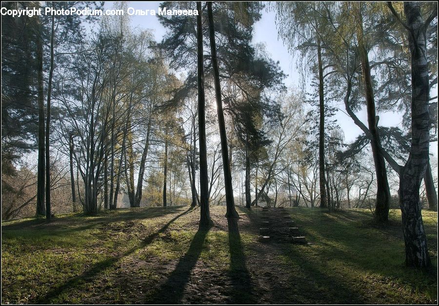 Forest, Grove, Land, Vegetation, Plant, Tree, Conifer