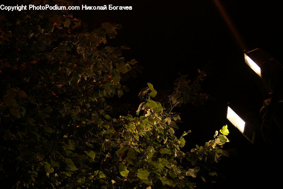 Plant, Potted Plant, Ivy, Vine, Night, Outdoors, Blossom