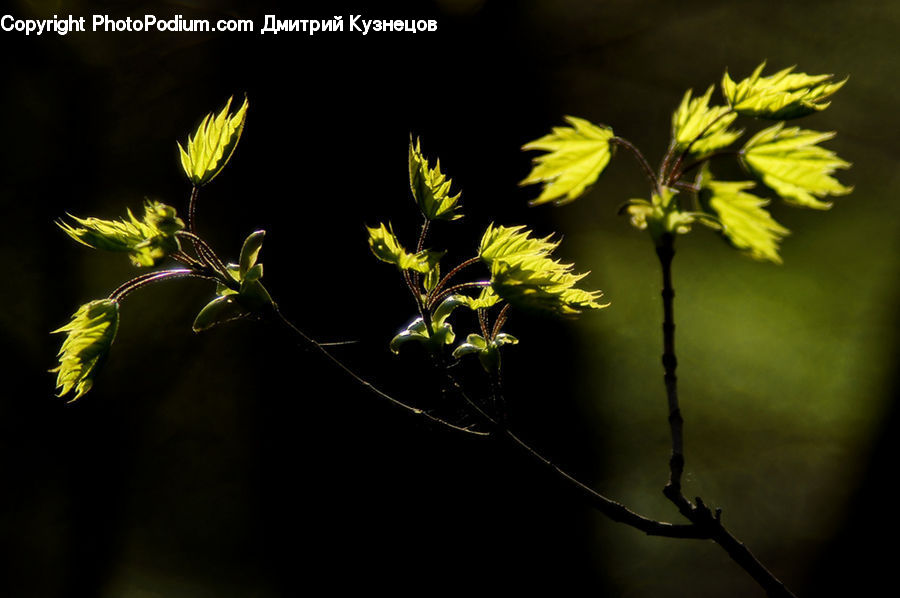 Dill, Plant, Conifer, Fir, Tree, Asteraceae, Blossom