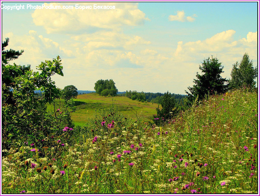 Field, Grass, Grassland, Meadow, Outdoors, Pasture, Land
