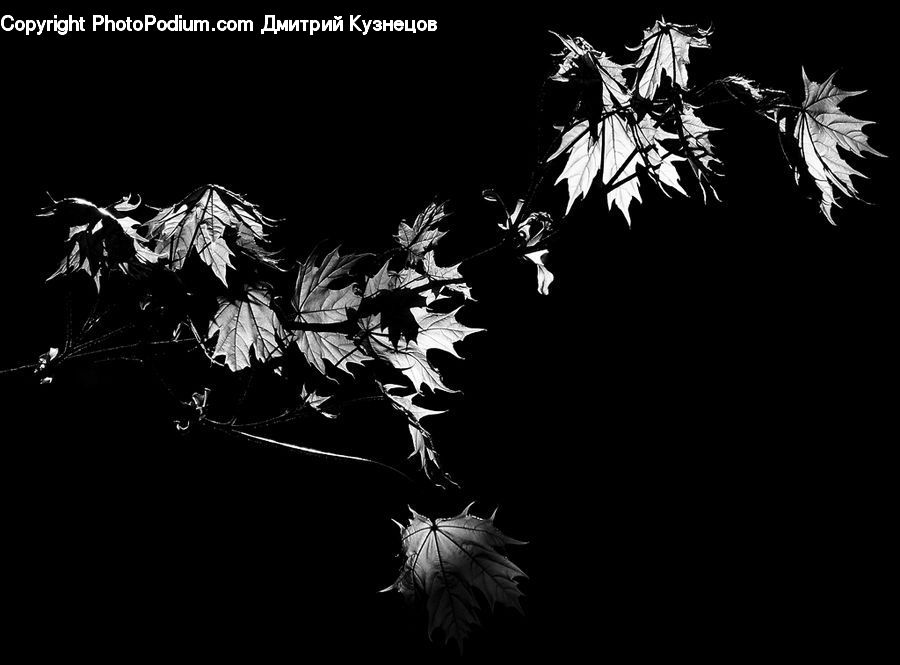 Maple, Maple Leaf, Plant, Acanthaceae, Annonaceae, Blossom, Flora