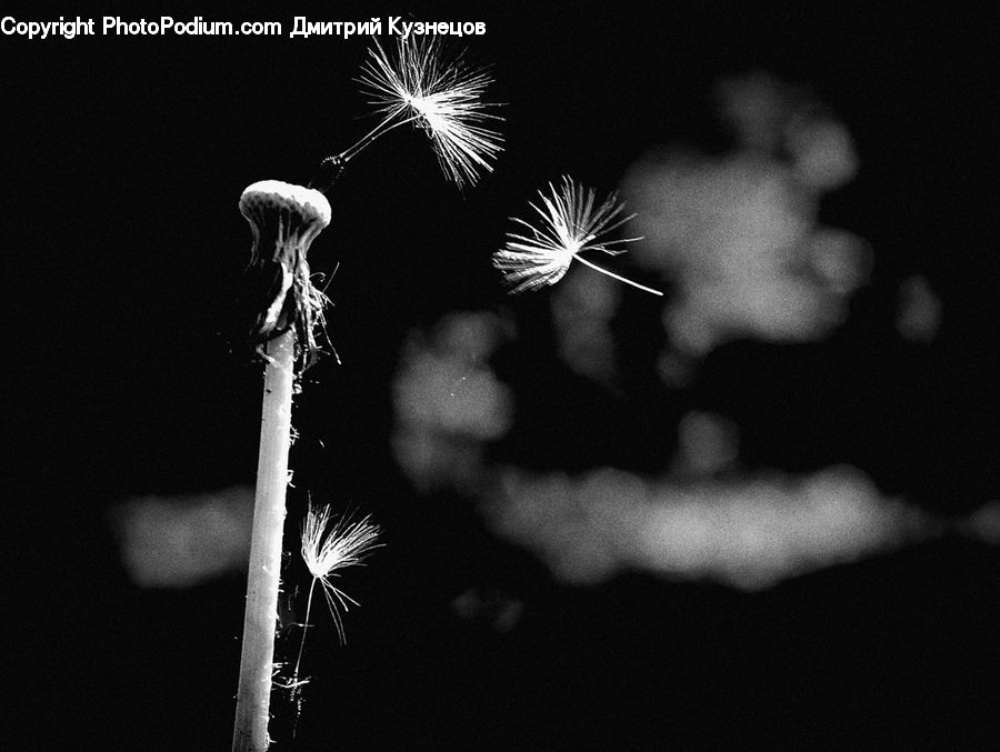 Fireworks, Night, Dandelion, Flower, Plant, Blossom, Flora