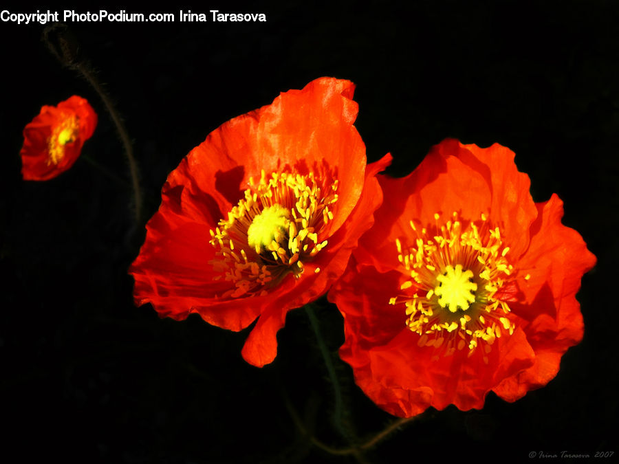 Blossom, Flora, Flower, Plant, Poppy, Dahlia, Hibiscus
