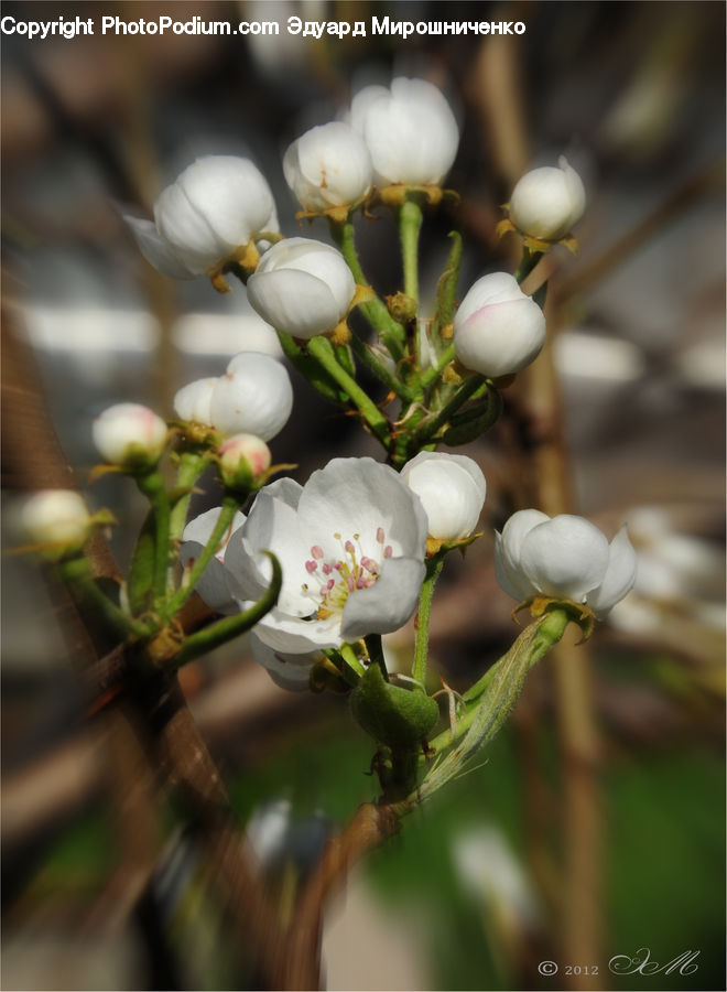 Blossom, Flora, Flower, Plant, Cotton, Fiber, Cherry Blossom