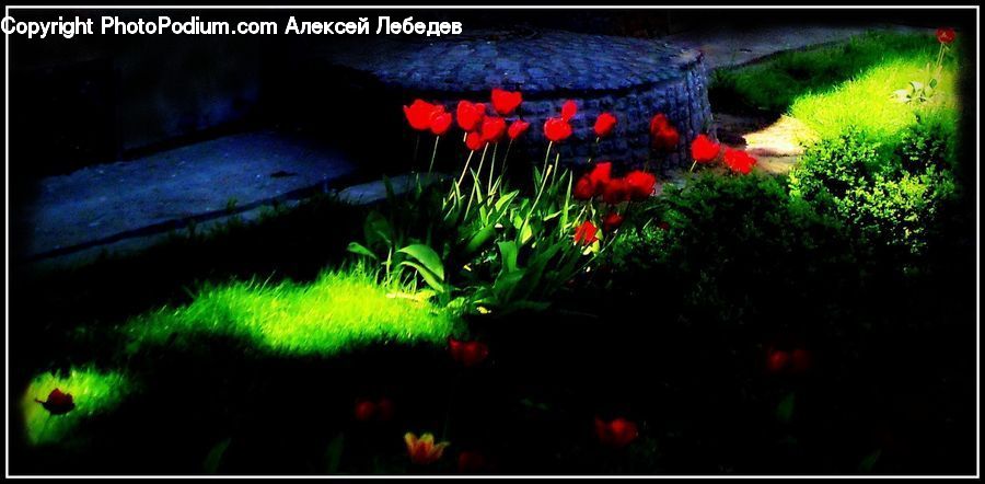 Bush, Plant, Vegetation, Blossom, Flora, Flower