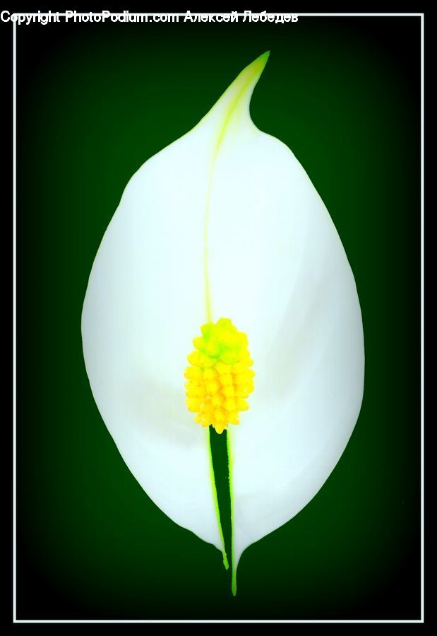 Dish, Food, Plate, Blossom, Flora, Flower, Plant