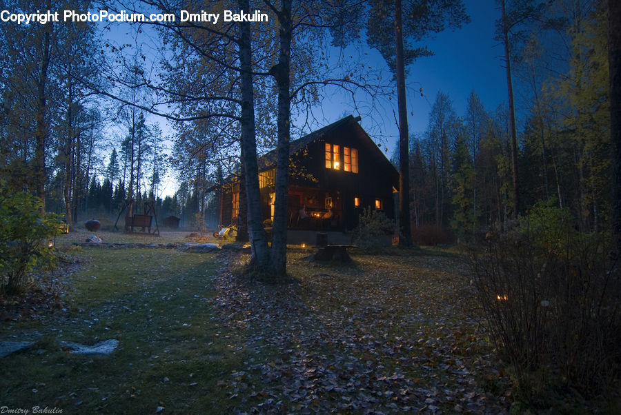 Building, Cottage, Housing, Forest, Vegetation, Cabin, Hut