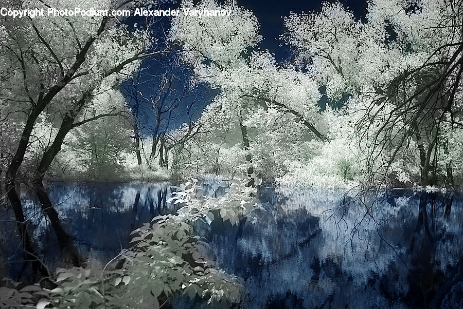 Frost, Ice, Outdoors, Snow, Plant, Tree, Blossom