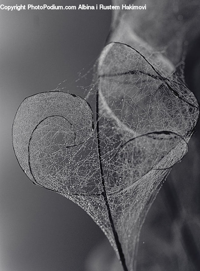 Veins, Frost, Ice, Outdoors, Snow, Blossom, Flora