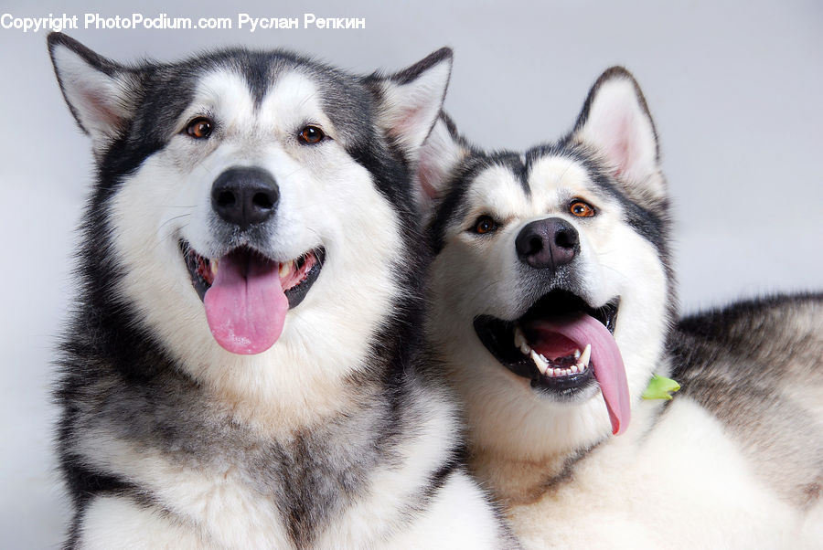 Animal, Canine, Dog, Husky, Mammal, Pet
