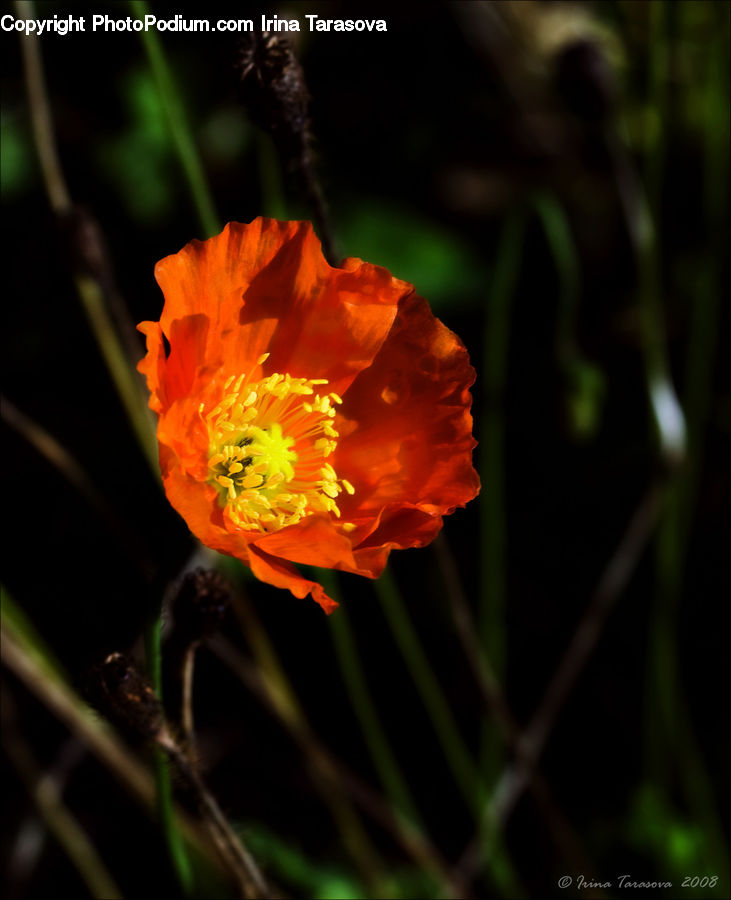 Blossom, Flora, Flower, Plant, Poppy, Crocus, Pollen