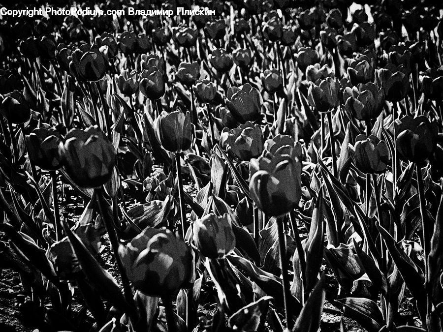 Blossom, Flora, Flower, Plant, Tulip, Crowd, Crocus