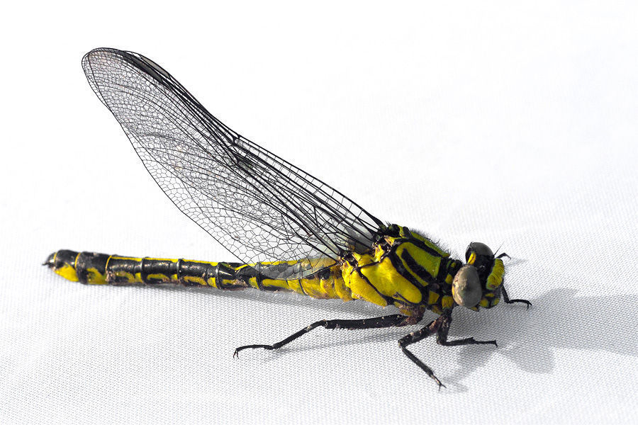 Anisoptera, Dragonfly, Insect, Invertebrate, Bee, Hornet, Wasp