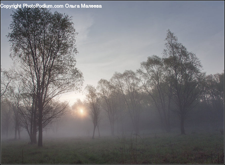 Fog, Mist, Outdoors, Field, Grass, Grassland, Plant