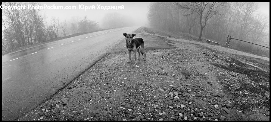 Path, Trail, Animal, Beagle, Canine, Dog, Hound