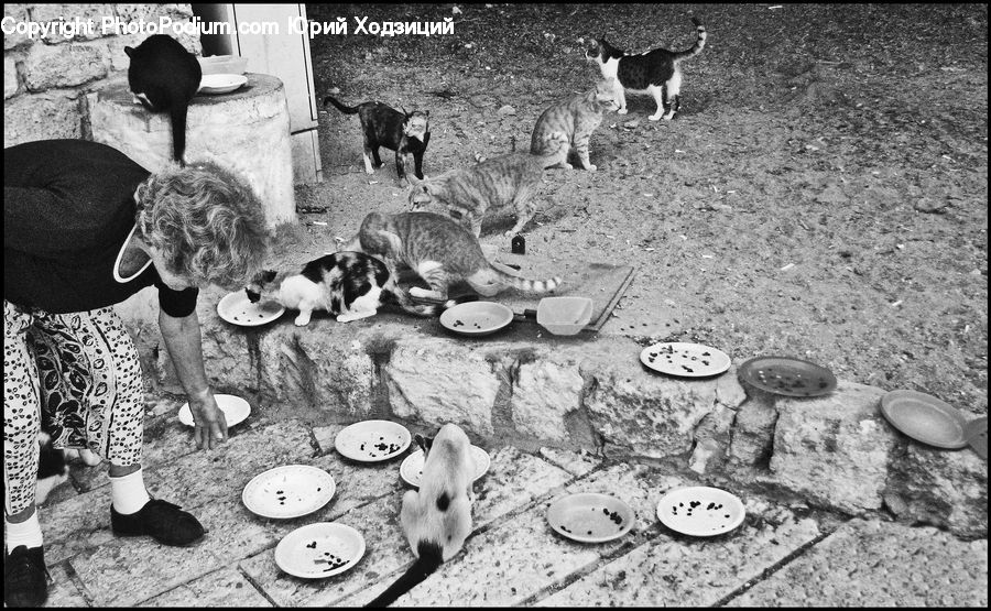 Eating, Animal, Beagle, Canine, Dog, Hound, Mammal