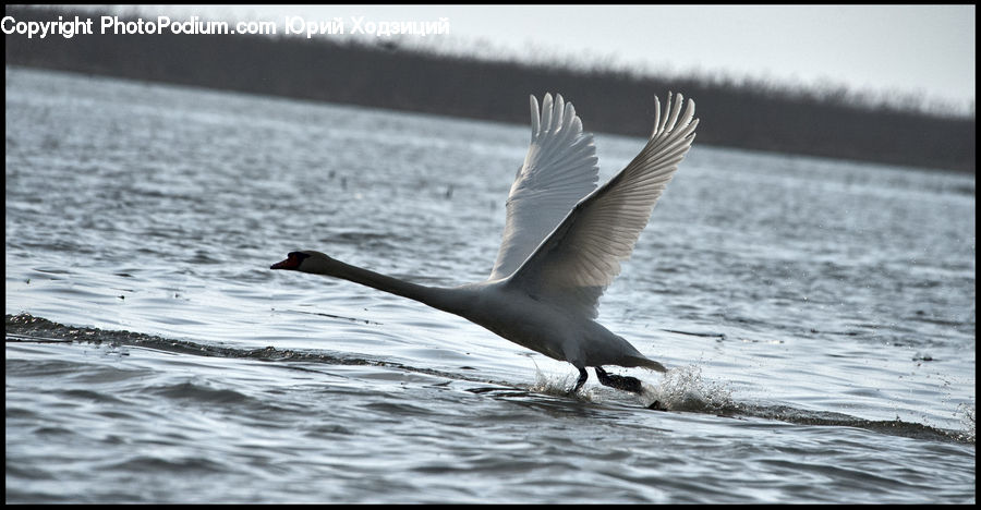 Bird, Seagull, Ocean, Outdoors, Sea, Water