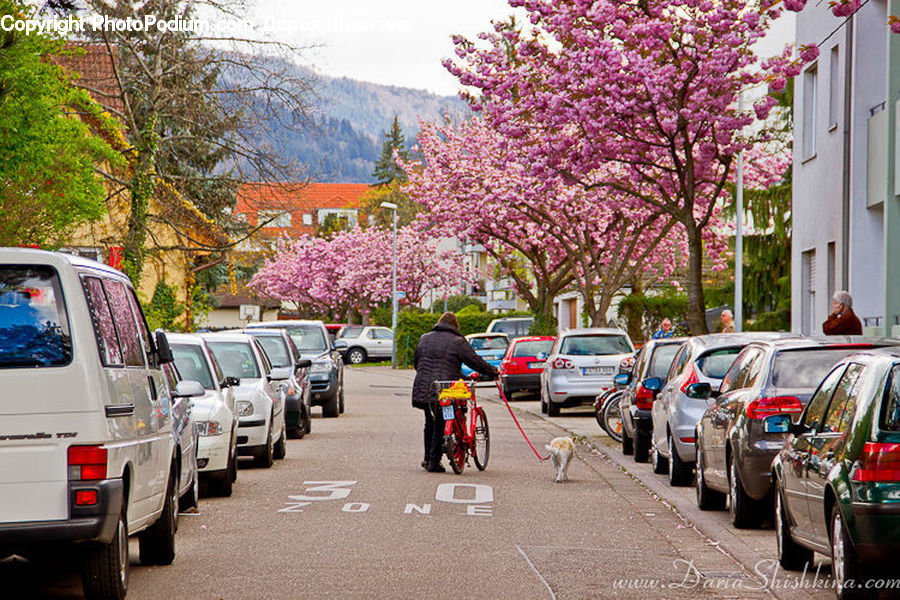 Automobile, Car, Vehicle, Blossom, Flora, Flower, Plant