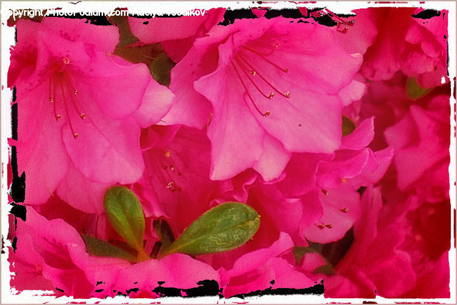 Blossom, Flora, Flower, Geranium, Plant, Carnation, Art