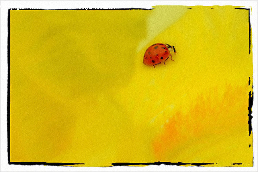 Insect, Invertebrate, File Binder, File Folder