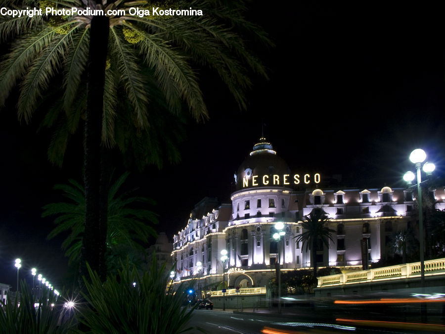 Palm Tree, Plant, Tree, Arecaceae, Night, Outdoors, Building