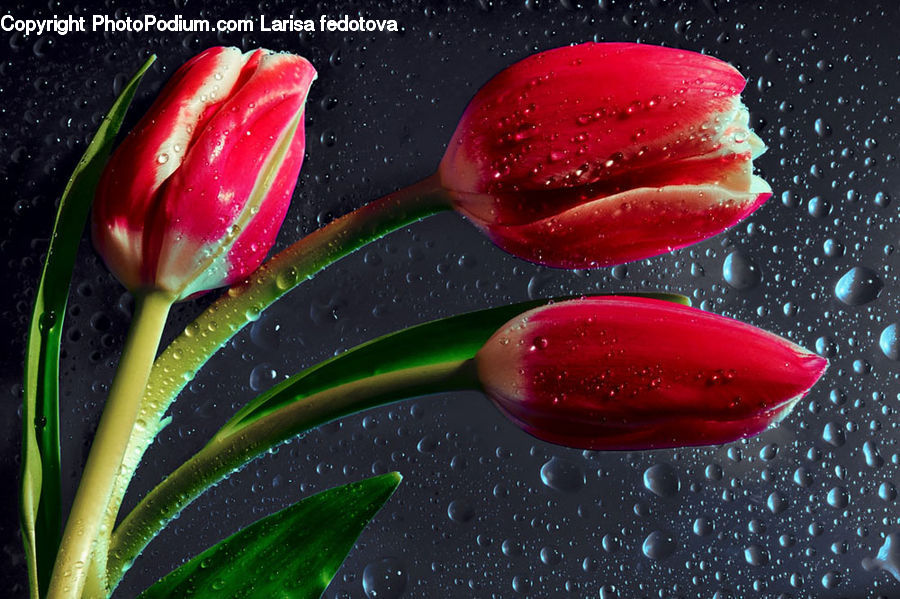 Blossom, Flora, Flower, Plant, Tulip, Water, Droplet