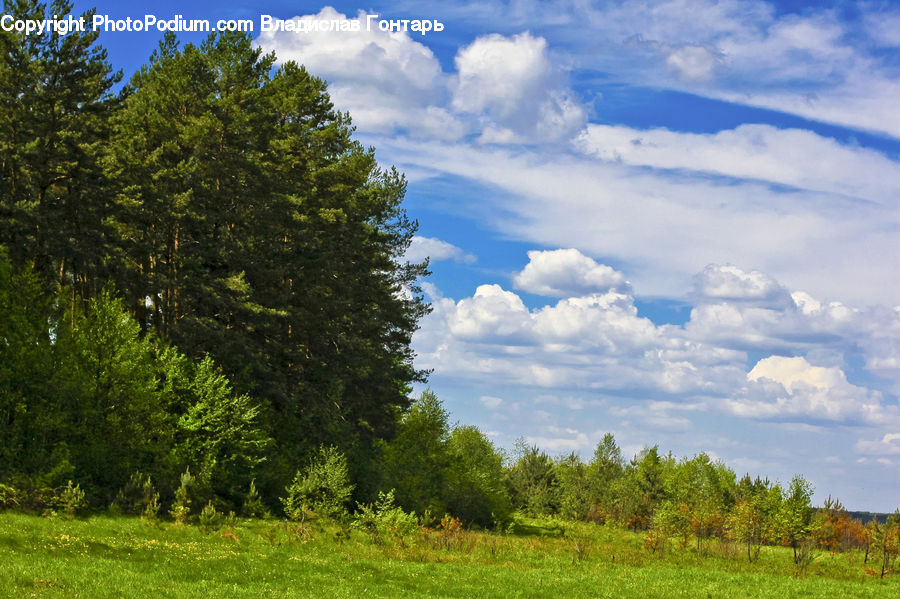 Cloud, Cumulus, Sky, Field, Grass, Grassland, Meadow