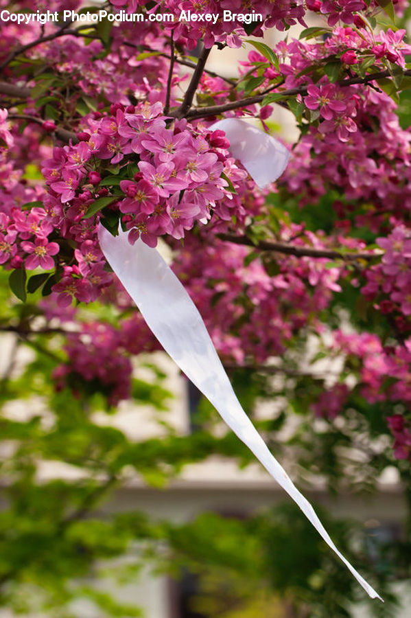 Blossom, Flora, Flower, Plant, Lilac, Cherry Blossom, Petal