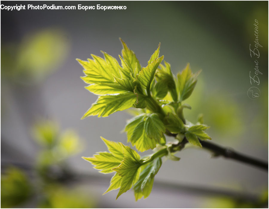 Blossom, Flora, Flower, Geranium, Plant, Conifer, Fir