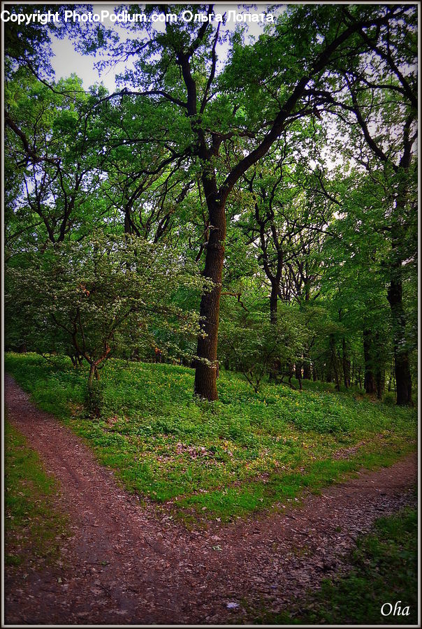 Dirt Road, Gravel, Road, Forest, Grove, Land, Conifer