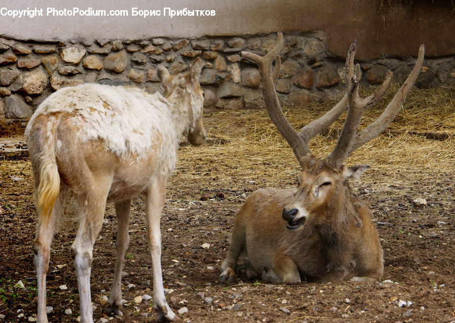 Animal, Deer, Mammal, Wildlife, Boar, Hog, Pig