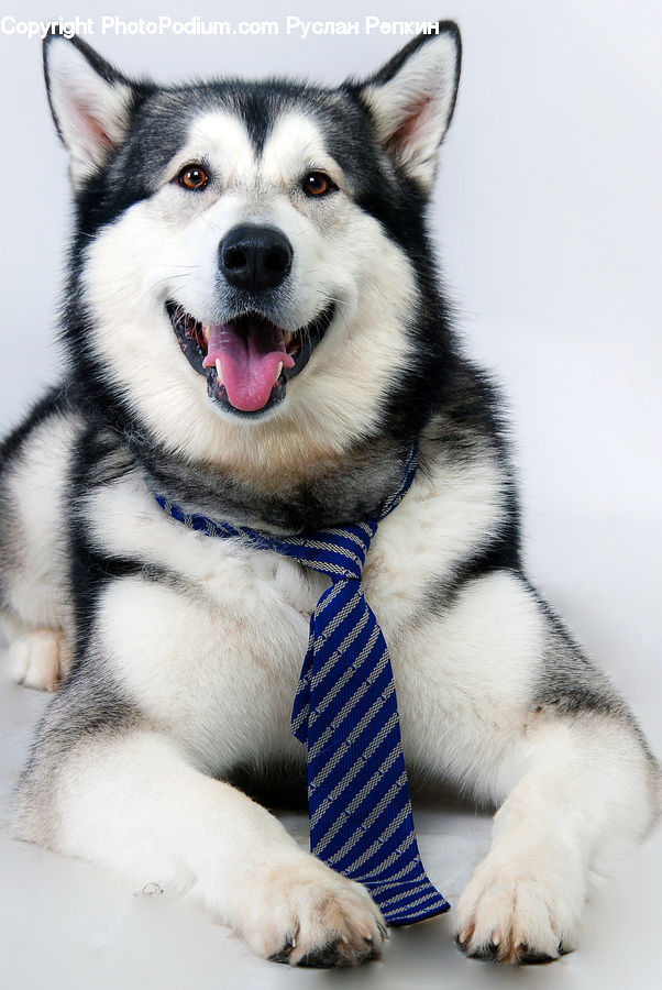 Animal, Canine, Dog, Husky, Mammal, Pet