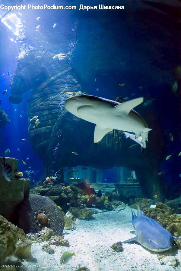 Aquarium, Aquatic, Sea Life, Water, People, Person, Human