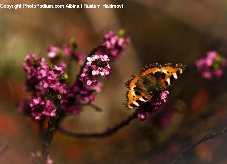 Andrena, Apidae, Bee, Bumblebee, Honey Bee, Insect, Invertebrate