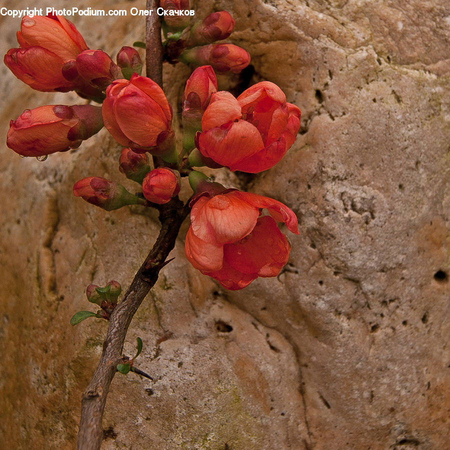 Blossom, Flora, Flower, Petal, Plant, Tulip, Geranium
