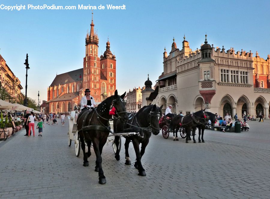 Animal, Horse, Mammal, Carriage, Horse Cart, Vehicle, Building