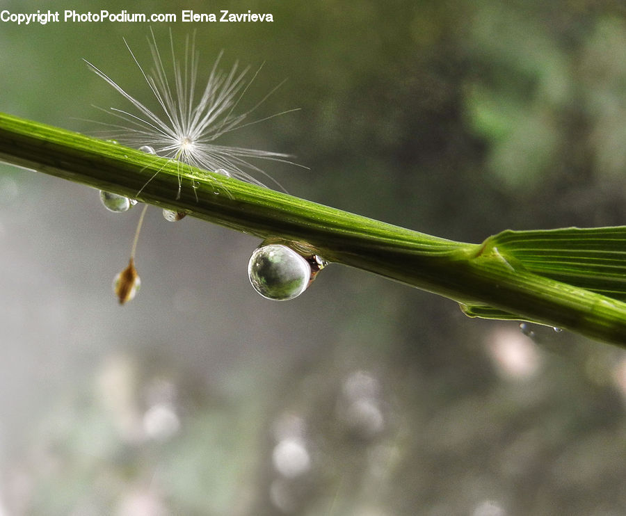 Droplet, Dill, Plant, Field, Grass, Grassland, Conifer
