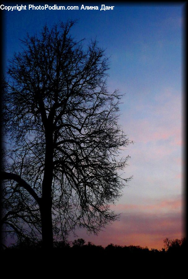 Dawn, Dusk, Red Sky, Sky, Sunrise, Sunset, Oak