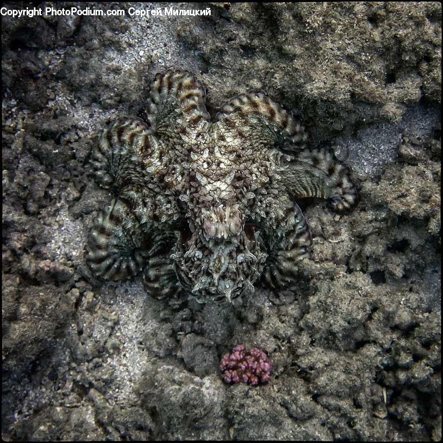Alcyonacea, Brain Coral, Coral Reef, Reef, Sea Life, Soil