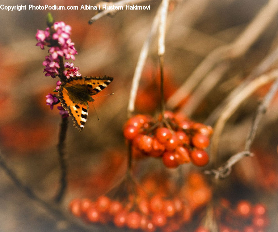 Butterfly, Insect, Invertebrate, Plant, Potted Plant, Conifer, Fir