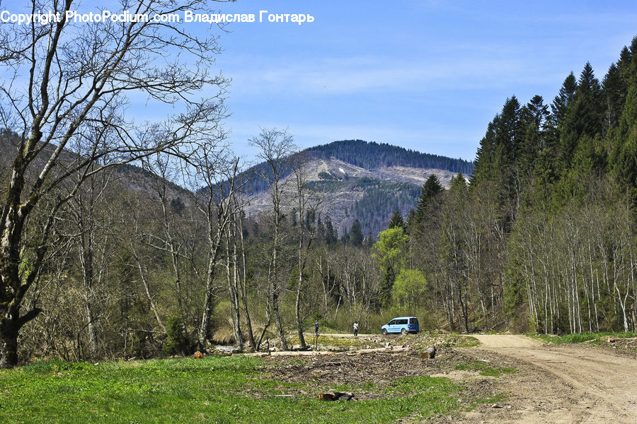 Outdoors, Wilderness, Dirt Road, Gravel, Road, Conifer, Fir