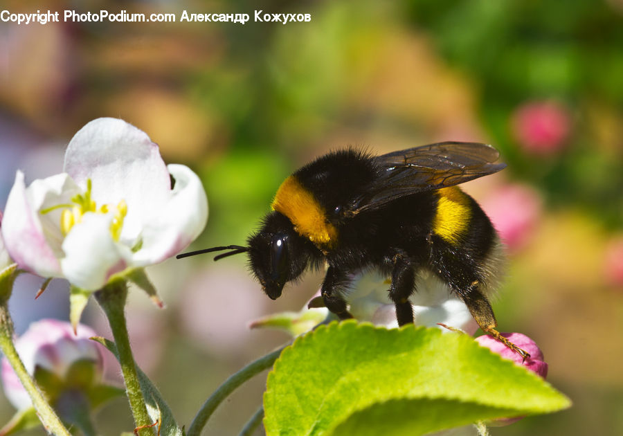 Andrena, Apidae, Bee, Bumblebee, Honey Bee, Insect, Invertebrate