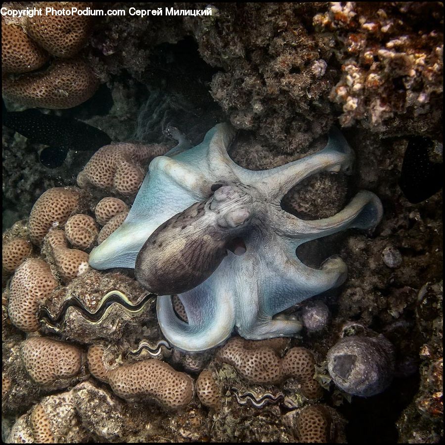 Coral Reef, Outdoors, Reef, Sea, Sea Life, Water, Clam