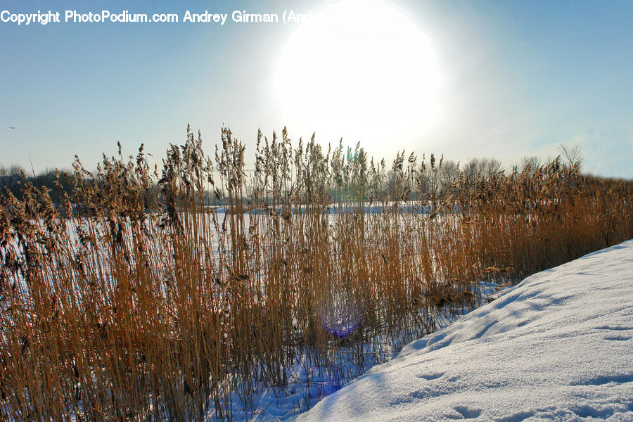 Field, Grass, Grassland, Plant, Reed, Conifer, Fir