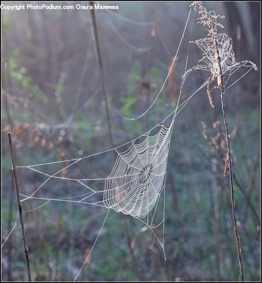 Insect, Spider Web, Arachnid, Garden Spider, Invertebrate, Spider, Conifer