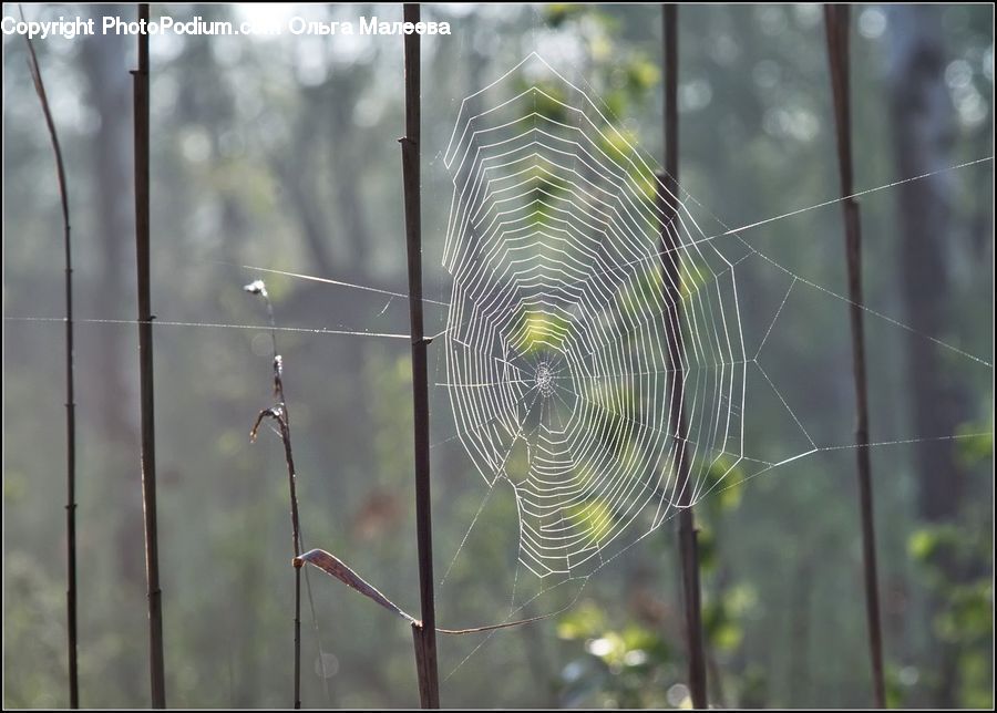 Arachnid, Garden Spider, Insect, Invertebrate, Spider, Spider Web, Grain