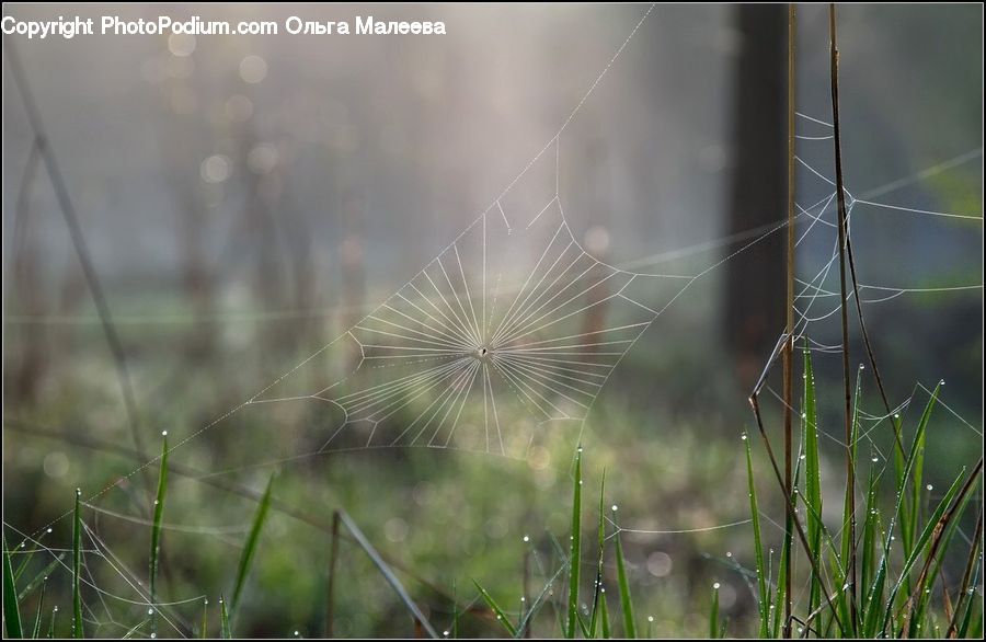Field, Grass, Grassland, Plant, Flare, Light, Sunlight