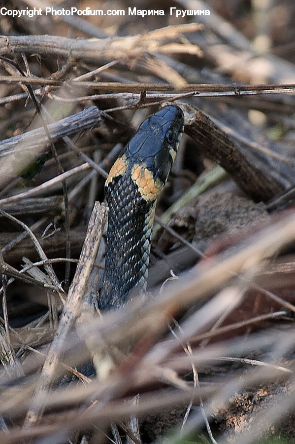 King Snake, Reptile, Snake, Bird, Blue Jay, Bluebird, Jay